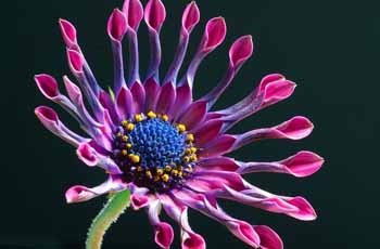 高级专业版本的DDOS压力测试网页端