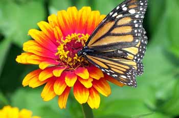 cc攻击免费网页版