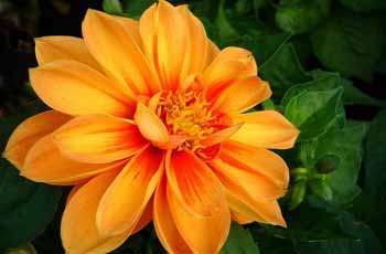 自动攻击网站工具下载